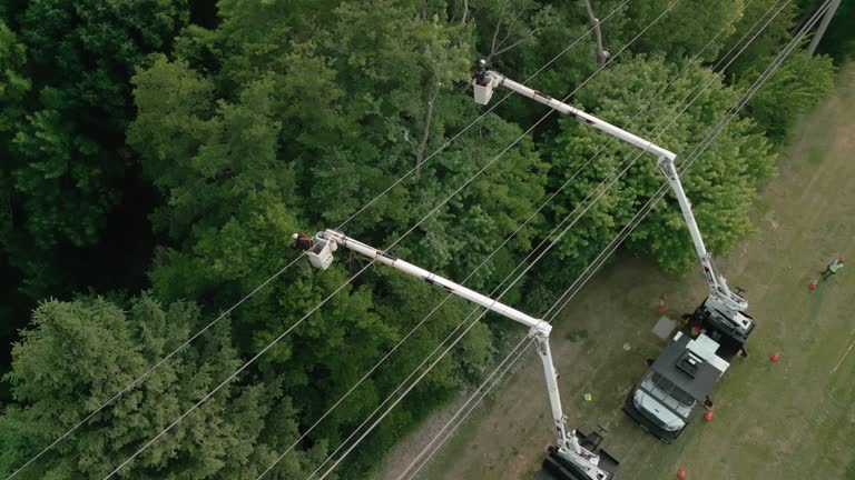 Best Tree Trimming and Pruning  in Wales, WI